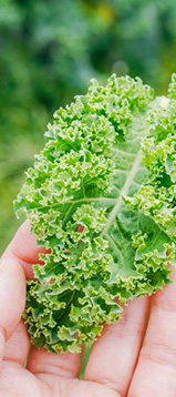 野菜