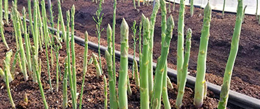 野菜